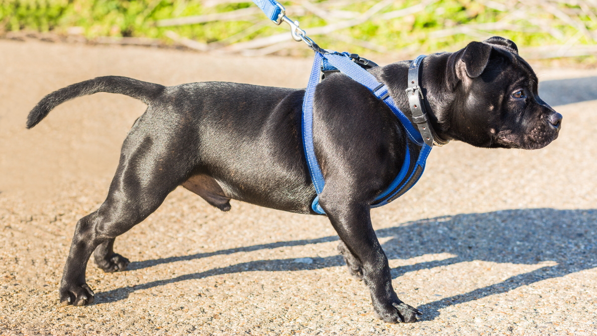 Dünyanın En Güçlü Köpek Cinsleri