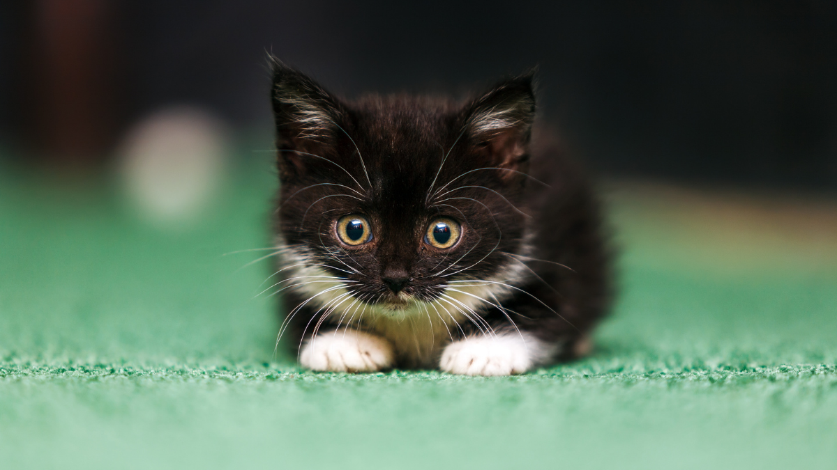 Yavru Kediler Ne Yer? Doğru Beslenme Rehberi