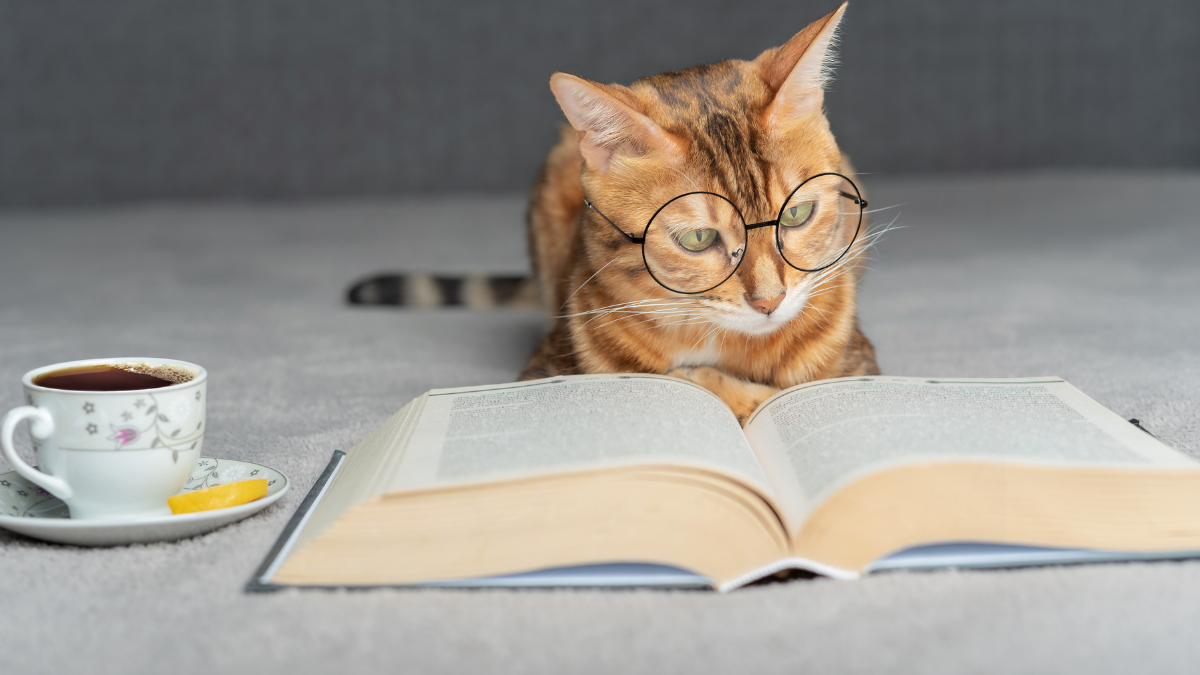 En Zeki Kedi Cinsleri