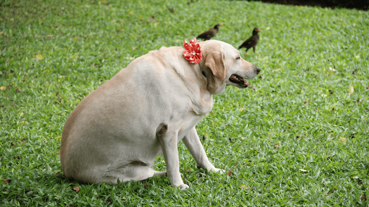 Kedi ve Köpeklerde Obezite