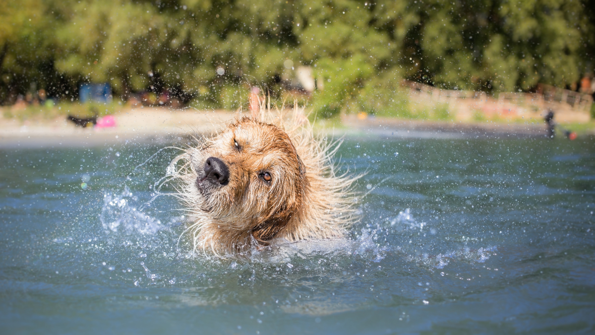 Evcil Hayvanlar İçin Yaz Tatil Hazırlıkları