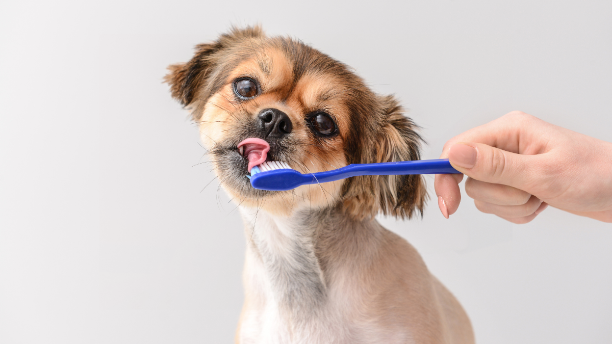 Köpeklerin Dişleri Nasıl Fırçalanır?