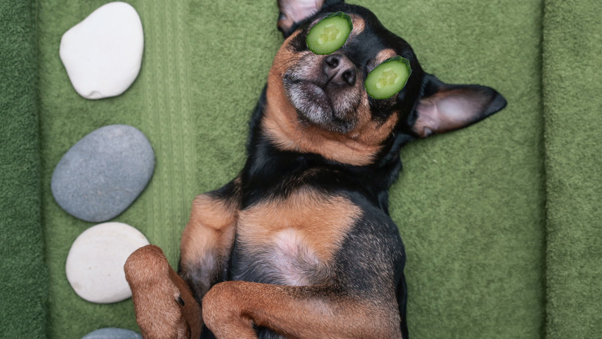Yaz Aylarında Evcil Hayvan Bakımı