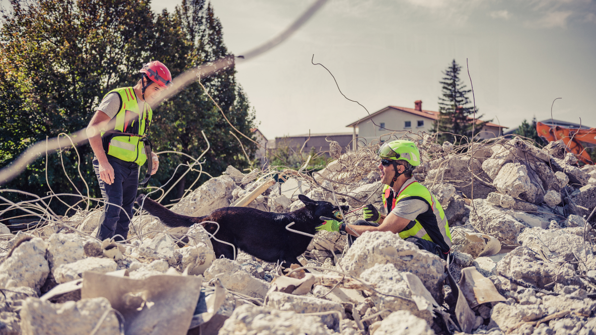 Köpekler Depremi Hisseder mi?