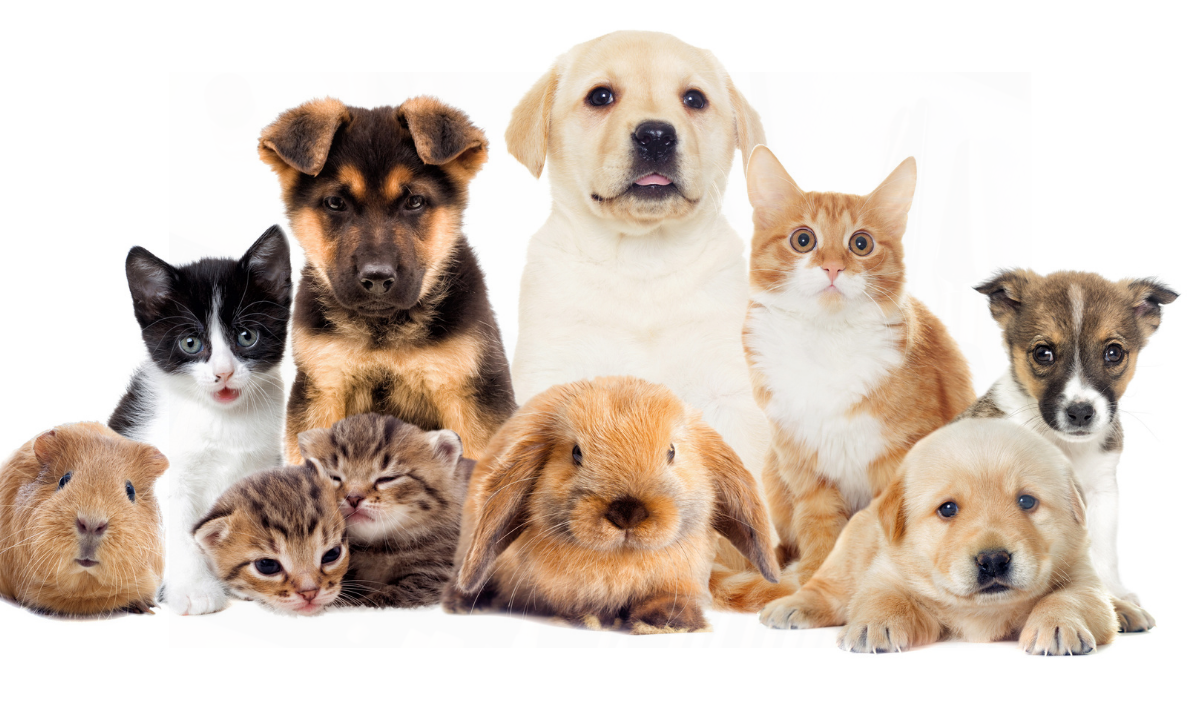 Köpeklerde Göz Kızarıklığı