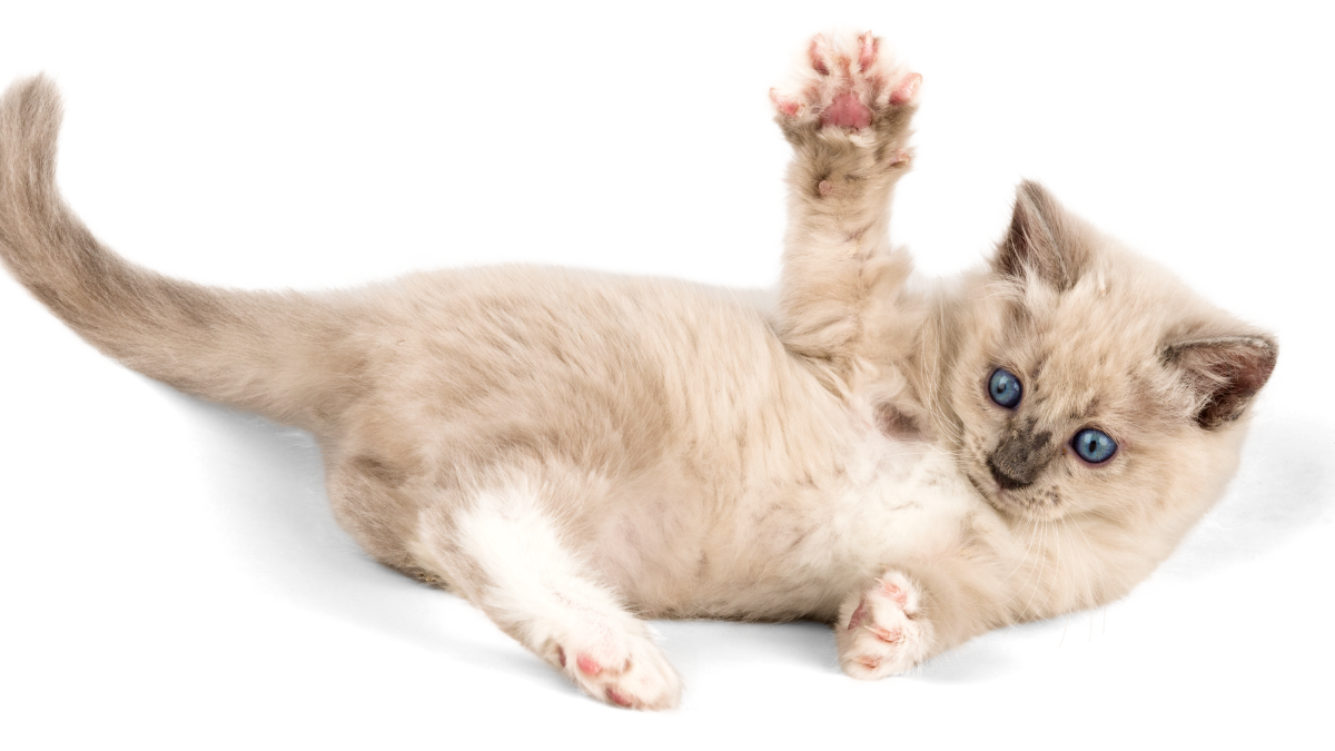 En Oyuncu Kedi Cinsleri